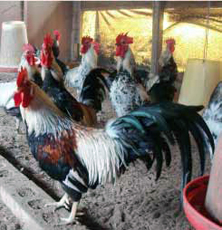 Òn{n